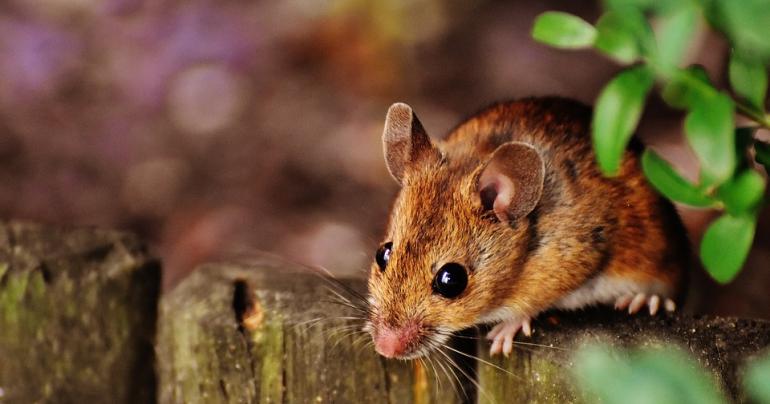 Getting Rid Of Mice