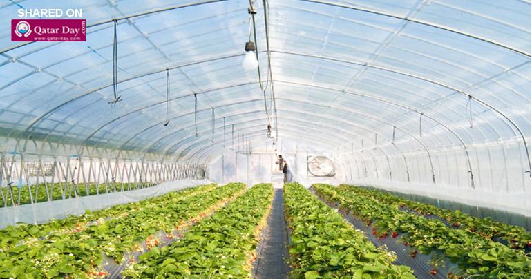 Greenhouse farming gains popularity in Qatar