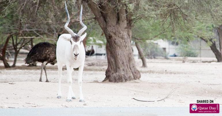 Al Dosari Zoo and Game Reserve plans expansion before 2022 Cup
