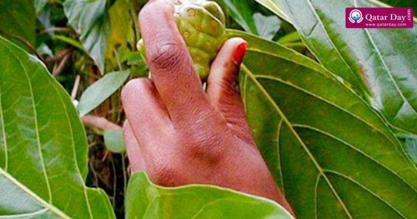 Plant That Serves For Diabetes Surprises Lady Because It Turned Its Skin 20 Years Younger and Delayed Its Aging