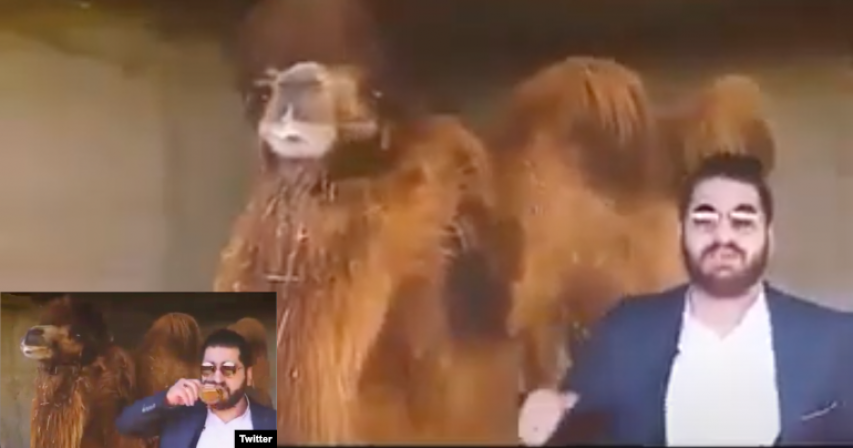 Iranian Islamic medicine ‘specialist’ claims camel urine cures coronavirus infections