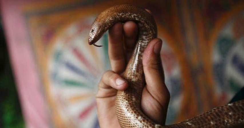 Man murders wife with cobra after first failing to kill her with viper