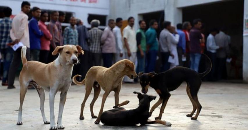 Nagaland dog meat: Animal rights groups hail ban as 'major turning point'
