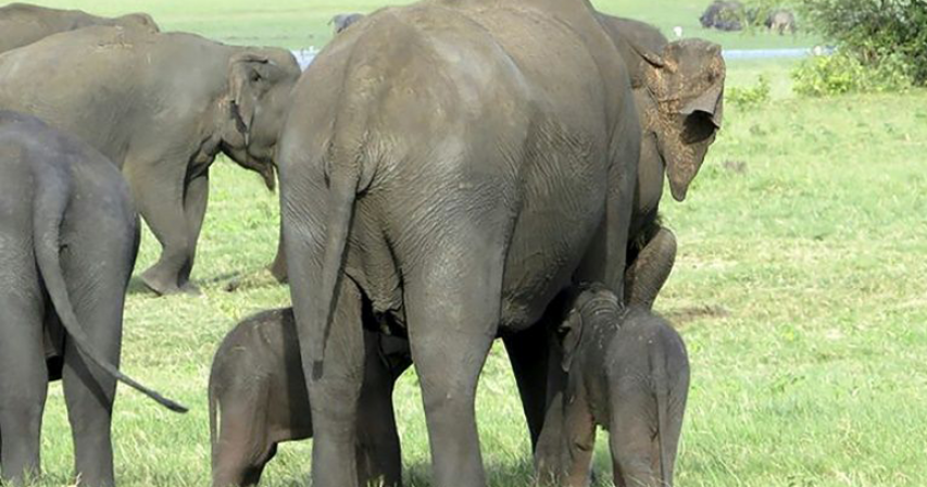 Sri Lanka rangers spot possible rare baby elephant twins