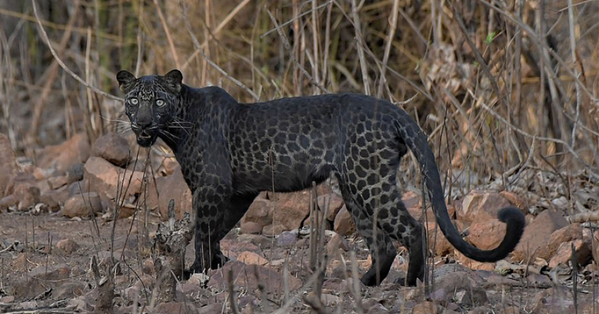 Rare BLACK leopard is spotted drinking from a pond at Indian reserve 