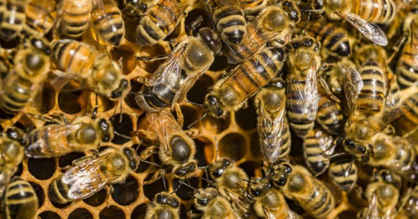 Honeybee venom contains ‘extremely potent’ chemical that kills breast cancer cells in minutes