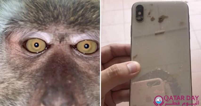 Monkey taking selfies