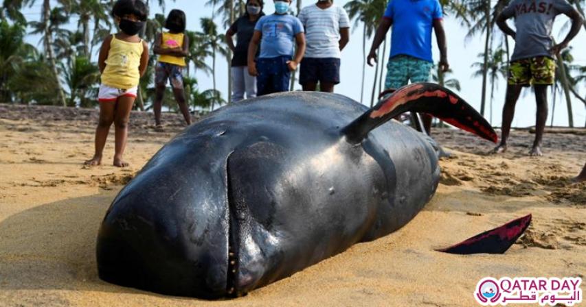 Sri Lanka rescues 120 whales after mass stranding