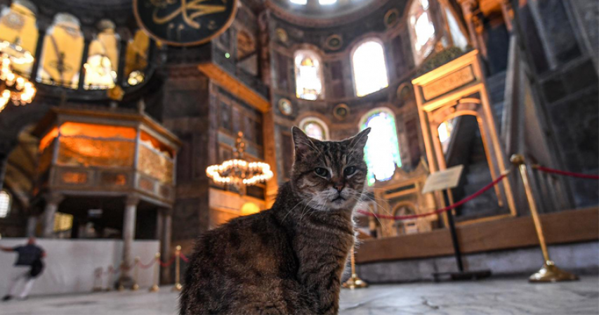 Hagia Sophia's beloved feline of 16 years dies after short illness