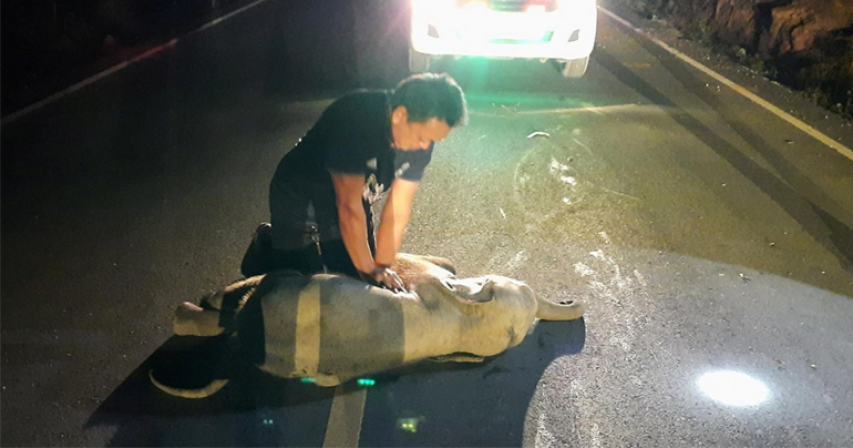 Thai man revives baby elephant with CPR after motorbike accident