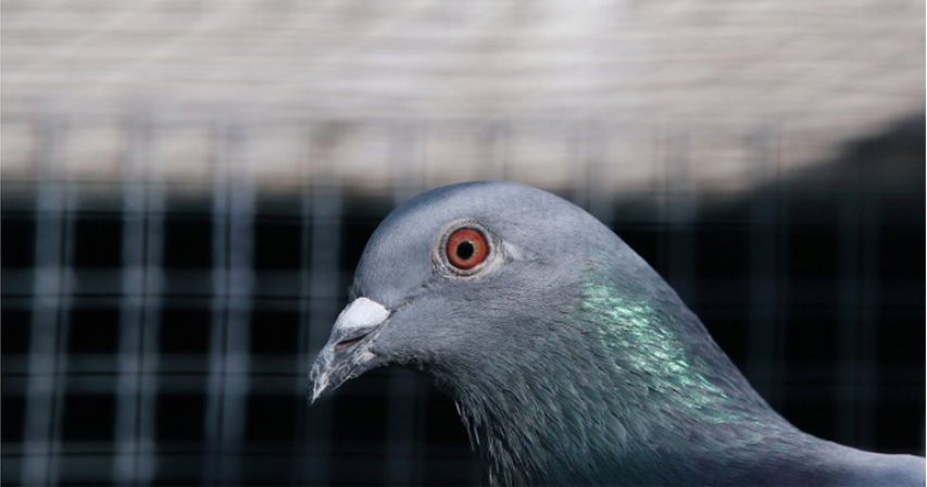 Australia to kill US pigeon that crossed Pacific