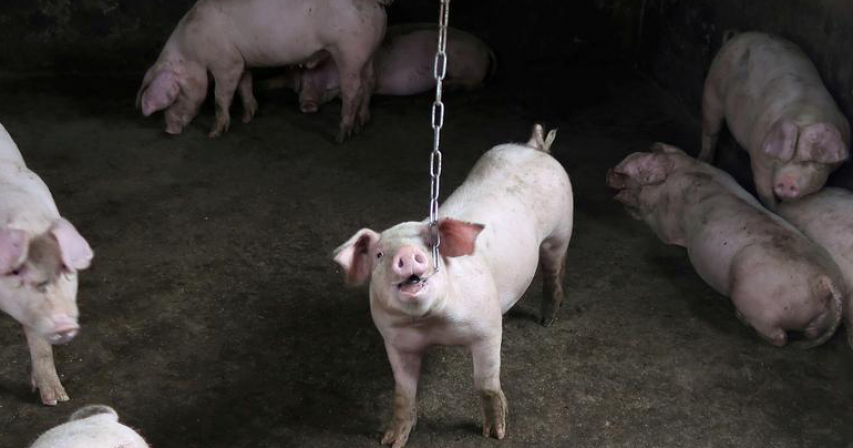 New China swine fever strains point to unlicensed vaccines