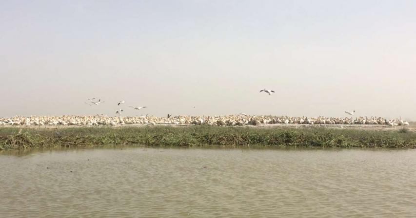 Hundreds of dead pelicans in Senegal test positive for H5N1 bird flu