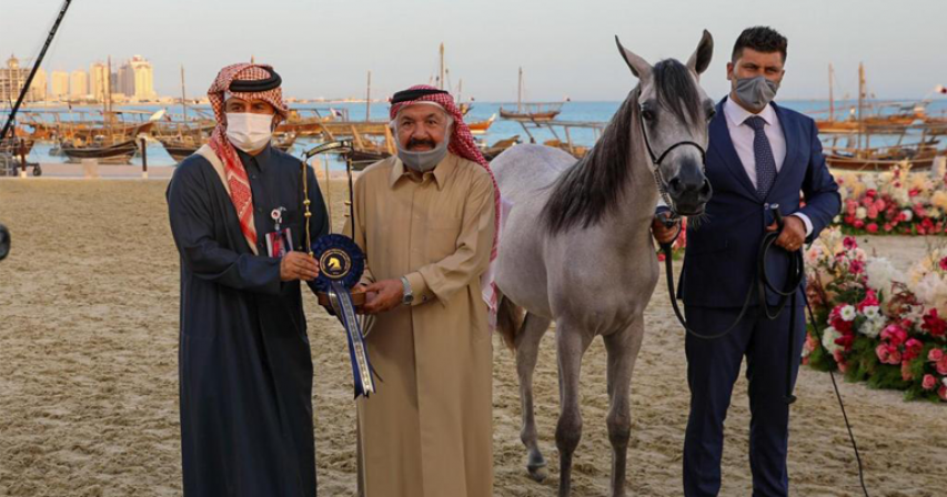 Title Show begins as part of Katara International Arabian Horse Festival