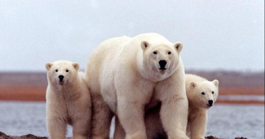 Arctic drilling plan in Alaska hits roadblock