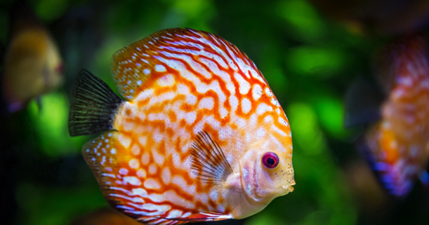The Most Expensive Aquarium Fishes in the World