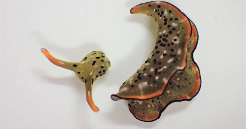 Japan researchers find sea slug that can self-decapitate and regrow a whole new body