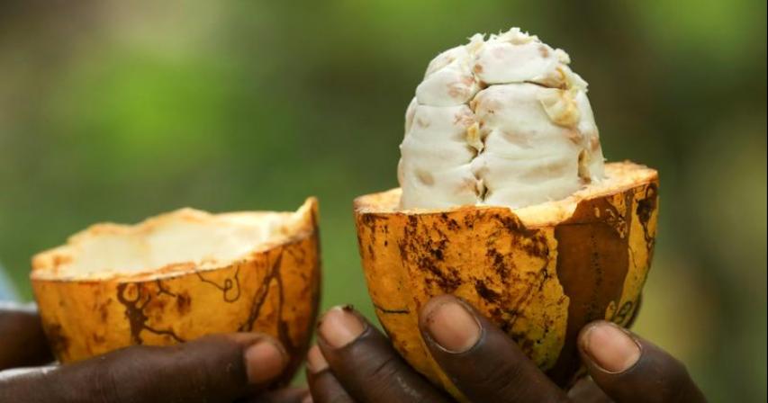 More than beans: Nestle recycles cocoa fruit waste to replace sugar in chocolate