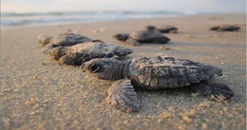 MME implements measures to prevent hawksbill turtles at beach