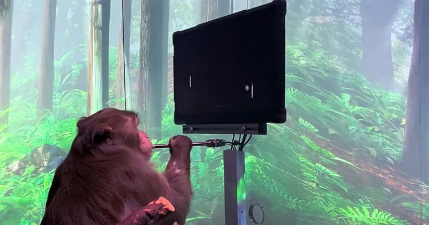 Elon Musk's Neuralink claims monkeys can play Pong using just their minds