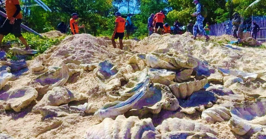Giant clam shells worth US$24.8 million seized in Philippine raid