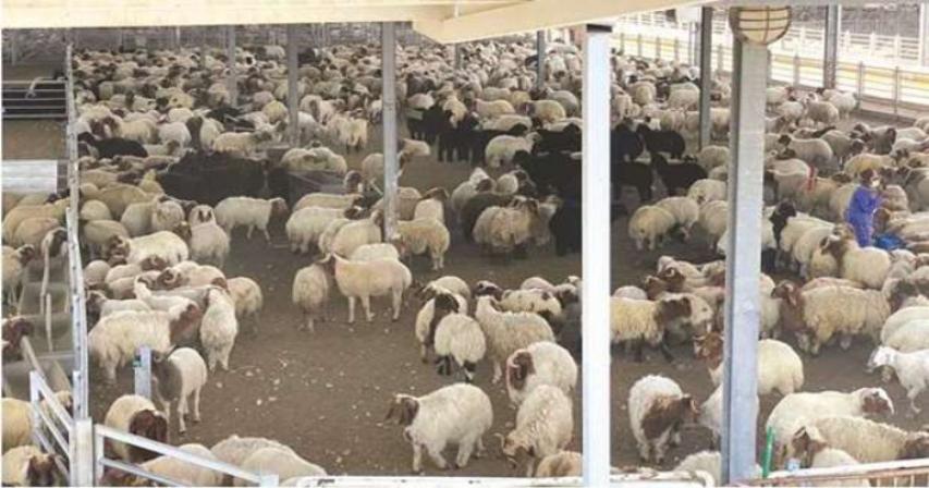 Ministry buys 9801 sheep to encourage local sheep production