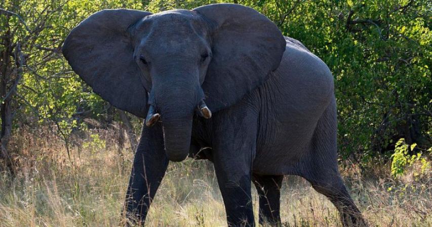 NRA's Wayne LaPierre elephant hunt video sparks outrage