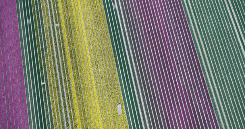 Millions of Dutch tulips bloom again, in a spectacle few will see 