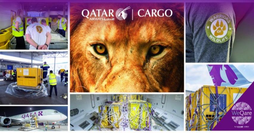 Qatar Airways cargo helps seven rescued lions return freely to their natural habitat