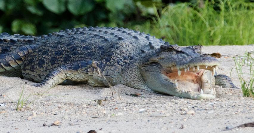 Australia crocodile - Skull identified as part of new extinct species