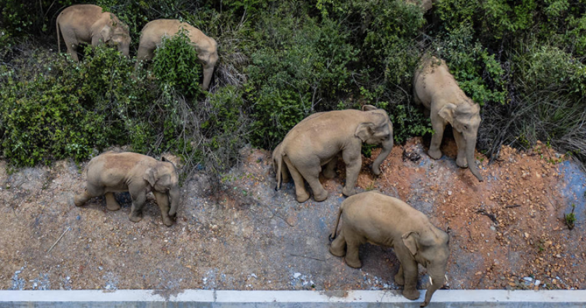 China's wandering elephants becoming international stars