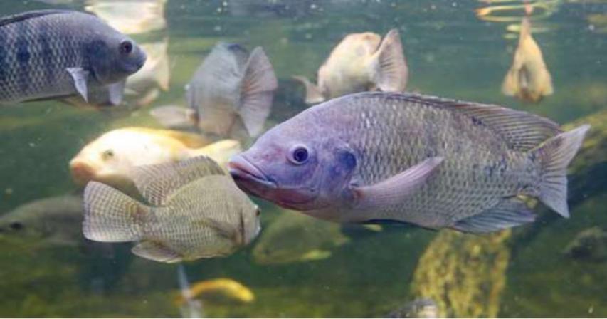 MME official: Fish farms expected to produce 600 tonnes of tilapia annually 