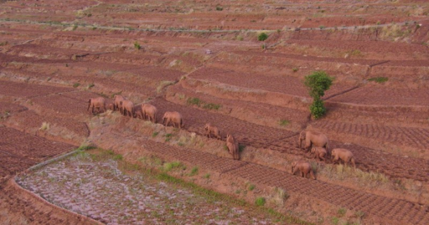 Elephant herd trekking across China leave one behind