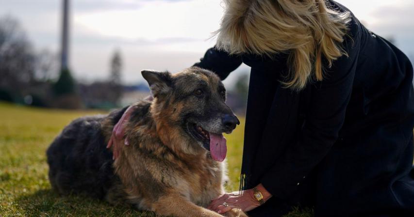 Bidens announce death of 'first dog' Champ 