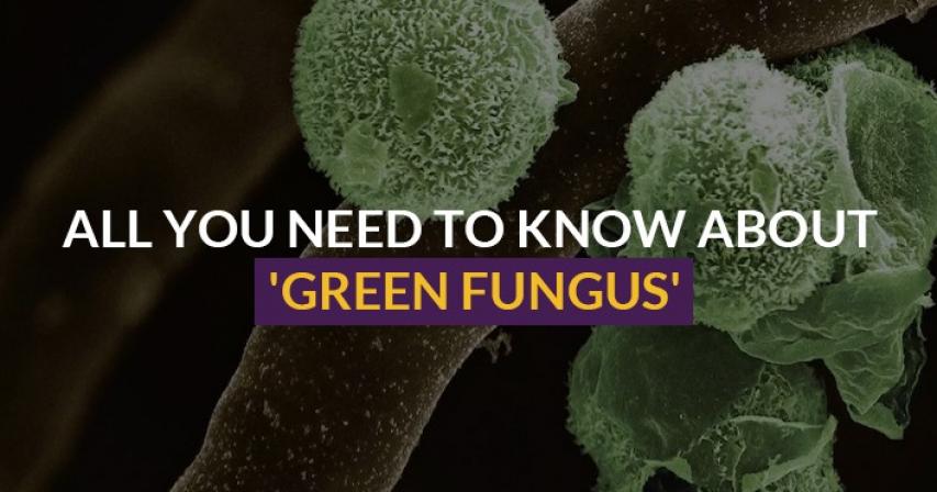 Green Fungus, Aspergillosis, India fungus, COVID-19 fungus, COVID-19