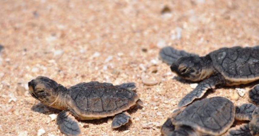 Over 300 baby hawksbill sea turtles rescued in Qatar 