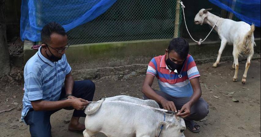 Thousands Flock To See 23-Month-Old, 51cm Dwarf Cow 
