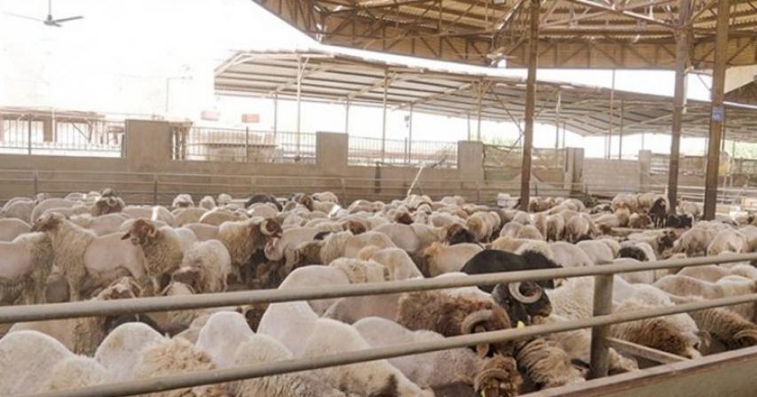 MOCI announces sale of subsidised sheep to citizens