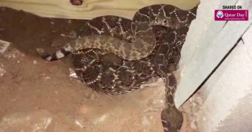 Man shocked to find 45 snakes under his home