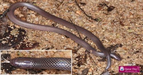 Newly Discovered Snake Can Strike You With Venom Without Even Opening Its Mouth
