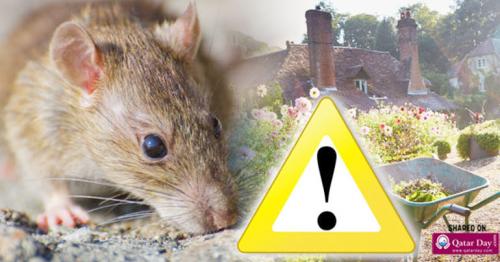 Why Pet Safe Rat Poison is Important to Eliminate House and Garden Mice