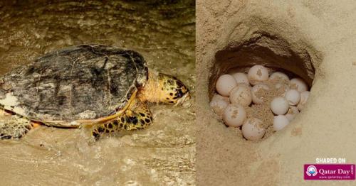Fuwairit Beach closed till August for turtle nesting season
