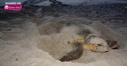 Fuwairit Beach shut till August for turtle settling season