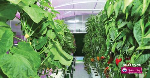 Qatar young farmers all set to export vegetables to Europe soon