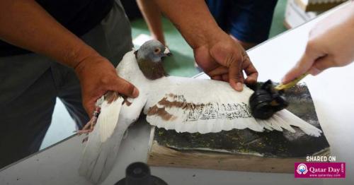 The deadly odds of Philippine pigeon racing