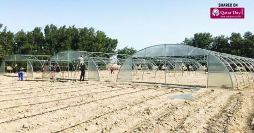 350 greenhouses installed in 85 local farms, says MME