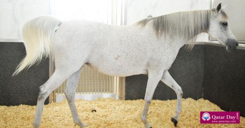 Al Shaqab shows beauty of most prized Arabian horses
