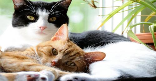 Health-Related Reasons Why You Should Consider Adopting a Cat