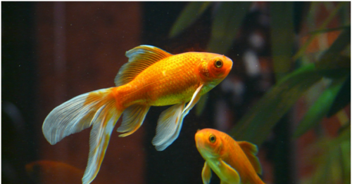 Your Beginner Guide on How to Take Care of a Goldfish