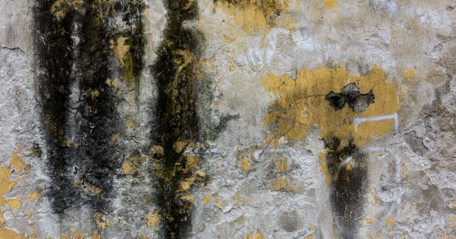How to Treat Mold and Prevent it Growing in Your Property
